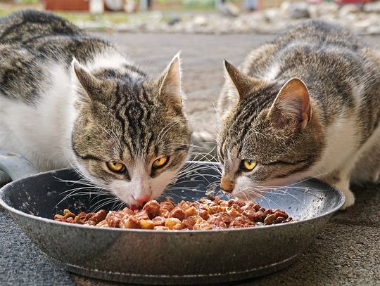 Na Zachodzie trują koty