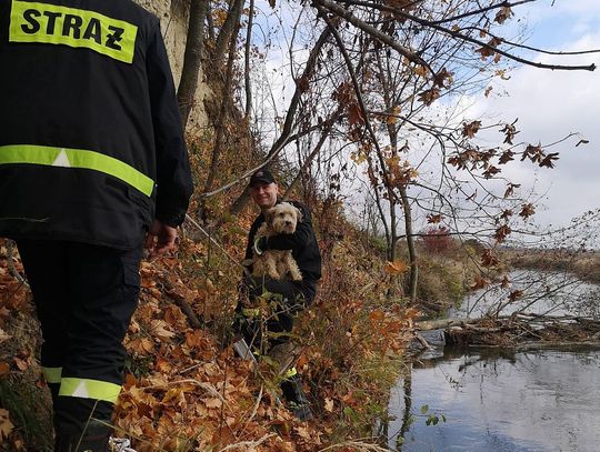 Nasi strażacy są na medal. Uratowali uroczą psinę przed utonięciem