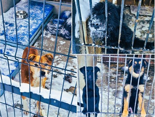 Zabrakło procedur, poskutkowała presja? Kulisy akcji w chełmskim schronisku dla zwierząt [ZDJĘCIA+FILMY]