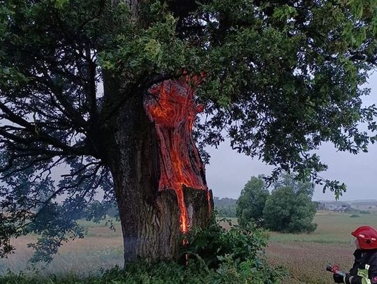 Nietypowy pożar w Wojsławicach. Piorun zniszczył drzewo