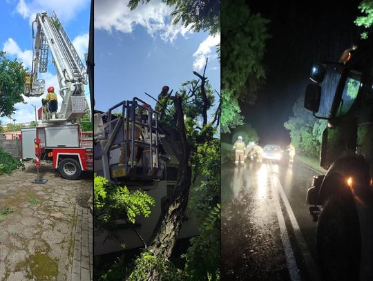 Nocna burza znów powalała drzewa w powiecie krasnostawskim i chełmskim. Strażacy usuwają skutki wichury [ZDJĘCIA]