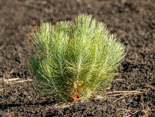 Nowe nasadzenia w Chełmie. Drzewa wracają na miejskie tereny