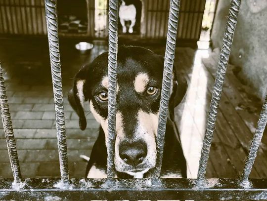 Nowe schronisko dla zwierząt w Chełmie coraz bliżej?