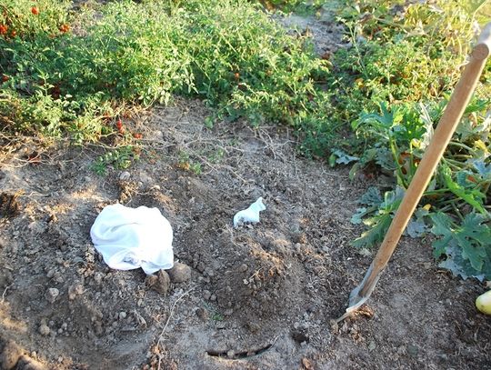 Noworodek zakopany w ogródku