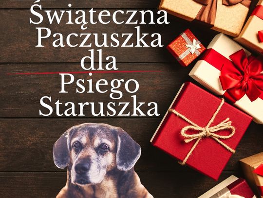 Chełm. Obdaruj miłością na święta – pomóż psim seniorom