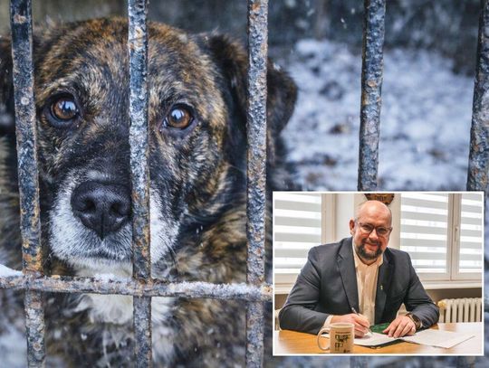 Schronisko w Chełmie pod lupą. Wiceprezydent: "Obraz w internecie daleki od rzeczywistości”. A jaka jest ta rzeczywistość?