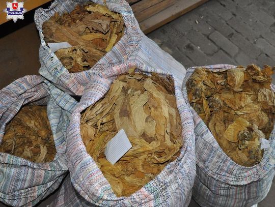 Odpowie za nielegalny susz