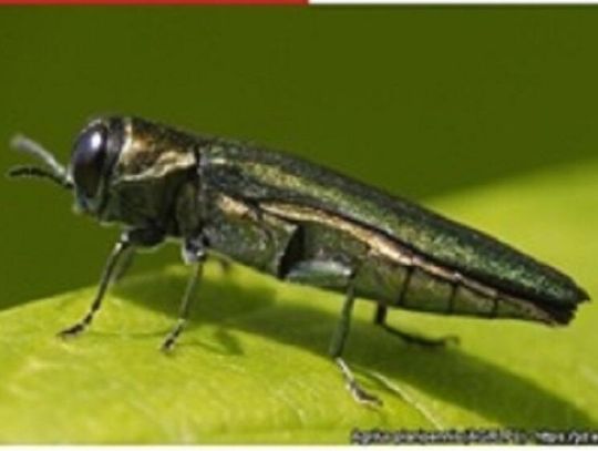Wojewódzki Inspektorat Ochrony Roślin i Nasiennictwa w Lublinie ostrzega przed opiętkiem jesionowcem (Agrilus planipennis) - groźnym szkodnikiem drzew z rodzaju jesion. Jego obecność stwierdzono na Słowacji i Węgrzech, co oznacza, że gatunek pojawił się w bezpośrednim sąsiedztwie Polski.
