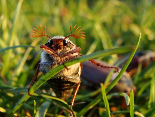 Oprysk spadnie z nieba | Super Tydzień