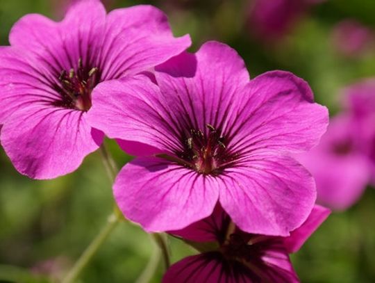 Pelargonia wyższa niż ogrodnik