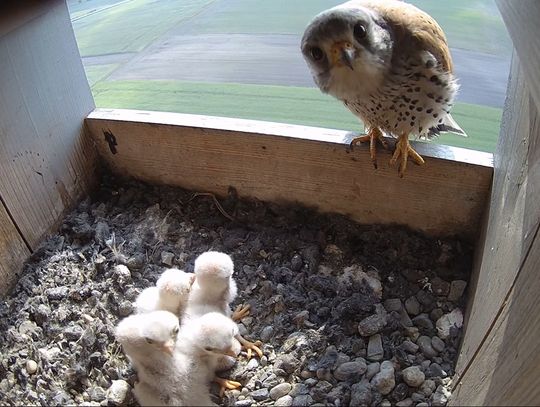 Pierwsze pisklęta pustułek już na świecie. Cemex zaprasza do obserwacji
