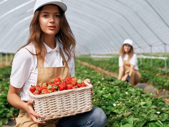 Pierwsze polskie truskawki już są, ale ceny mogą zaskoczyć Pierwsze polskie truskawki już są, ale ceny mogą zaskoczyć