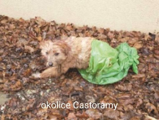 Pies pocięty, właściciela brak