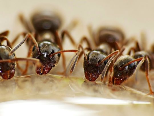 Plaga mrówek w bloku