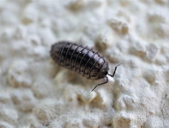 Plaga robaków w bloku