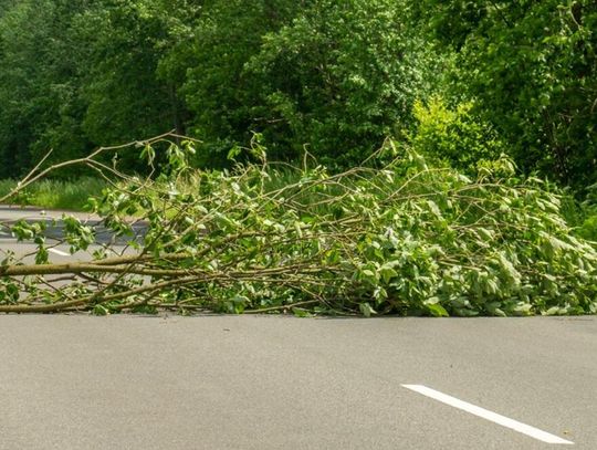 Po burzy w powiecie chełmskim: strażacy usuwali połamane drzewa z dróg