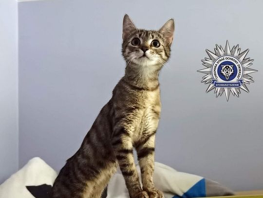 Policja bada sprawę znęcania się nad kotką