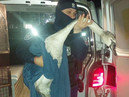 Policjanci ratowali łabędzia. Ptak zablokował drogę w Krasnymstawie