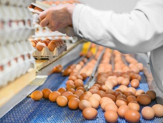 Polska potęgą w produkcji jaj. Padł historyczny rekord