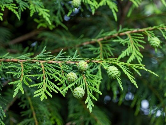 Chełm. Ponad 300 drzew i blisko 500 krzewów za 81 tys. zł trafi do miejskich zieleńców
