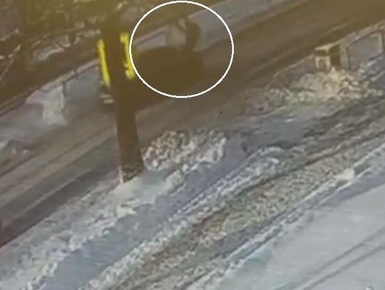 Potrącenie na pasach na Armii Krajowej w Chełmie. 19-latek stracił prawo jazdy [FILM]