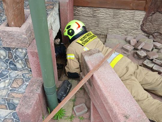 Pow. chełmski. Gniazdo węży pod schodami, altana w płomieniach