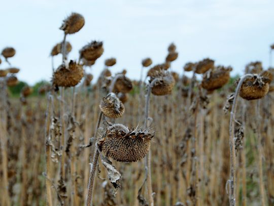 Pow. chełmski: Komisje oszacują straty