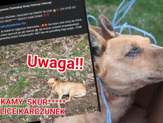 Pow. chełmski. Kto mógł być aż tak okrutny? Ranny pies przywiązany żyłką do drzewa