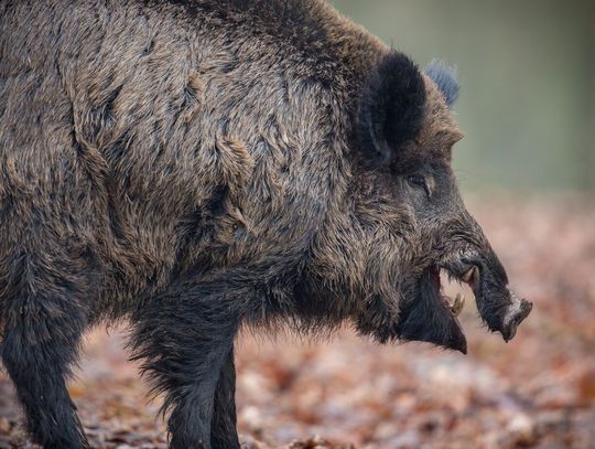Pow. krasnostawski. Zlecono odstrzał dzików Pow. krasnostawski. Zlecono odstrzał dzików