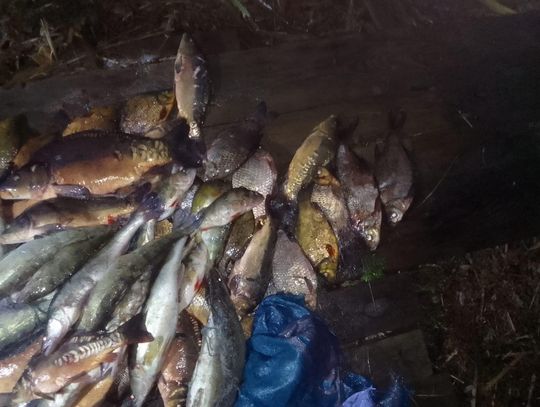 Pow. włodawski. Kłusownicy z jeziora Sumin odłowili 150 kg ryb