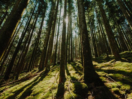 Pow. włodawski. Nagła dymisja dyrektora. Pracownicy Poleskiego Parku Narodowego protestują