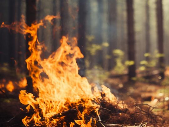 Pożar lasu w Krynicy – strażacy walczyli z ogniem przez cztery godziny