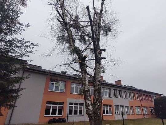 Włodawa. Prace pielęgnacyjne przy drzewach zakończone karami