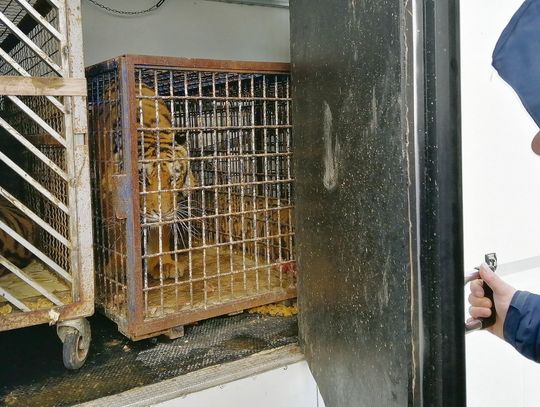 Prokuratura oskarża w sprawie transportu tygrysów