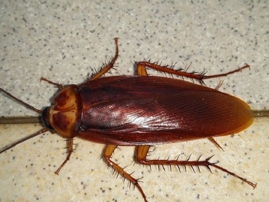 Prusaki? Niech pan je sobie zamelduje...