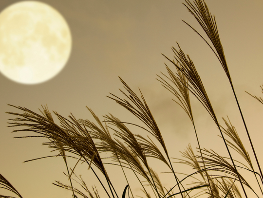 Zbożowy Superksiężyc już w ten weekend!