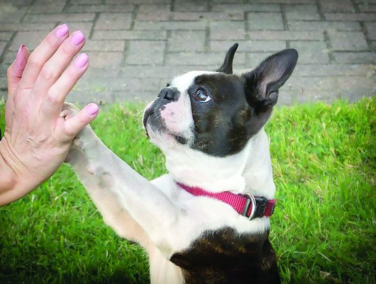 Przyjdź na festyn, poznaj mieszkańców schroniska