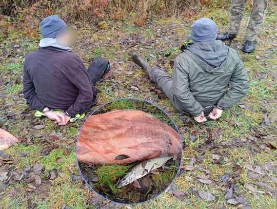 Przyszli pomagać przy zarybianiu jeziora. Chcieli ukraść 40 kilogramów szczupaka