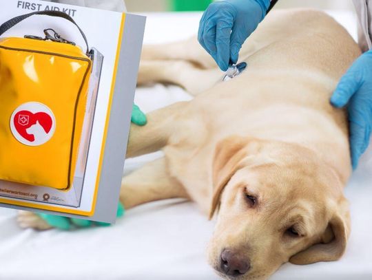 Psia apteczka w pociągu. Warto mieć taką w domu