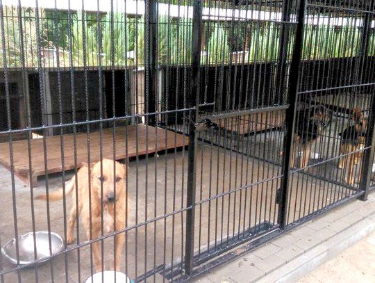 Psiaki z gmin trafią do Chełma