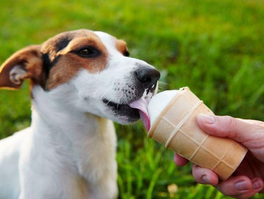 Psie lody coraz popularniejsze. Co się w nich znajduje?