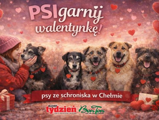„PSIgarnij walentynkę”. Adopcja z sercem, ale przede wszystkim z głową. Te pieski czekają na Was w chełmskim schronisku [GALERIA ZDJĘĆ]