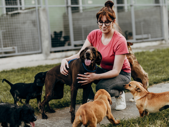 Psinder, czyli Psi Tinder, łączy człowieka z psem ze schroniska