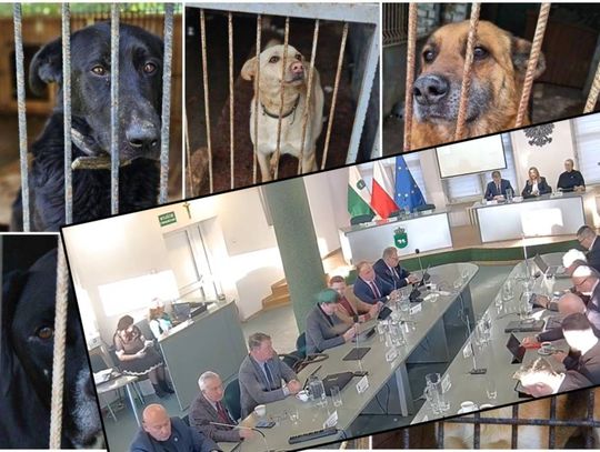 Psy na mrozie, pytania bez odpowiedzi, nagonka medialna i obrona administratora. Temat chełmskiego schroniska podczas obrad radnych