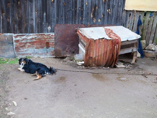 Psy zrzucą łańcuchy. Nie każdemu podoba się nowe prawo