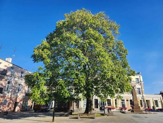 Chełm. Radni zdecydują o przyszłości pomnika przyrody