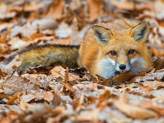 Region. Tego, co spadnie z nieba, dotykać nie wolno. Uważajcie na domowe zwierzęta!
