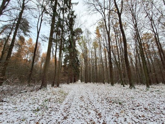 Region. Kontrowersyjne wycinki, czyli jak pogodzić obywateli z leśnikami?