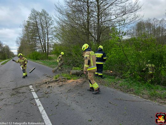 Region. Wichury znów powalają drzewa. Jedno spadło na auto. Ranny kierowca zabrany do szpitala [ZDJĘCIA]