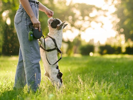 Rejowiec Fabryczny. Brakuje warunków dla pupili i ich właścicieli? Radny wnioskuje o dodatkowe rozwiązania